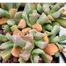 Stomatium Alboroseum SB1216 - Seed